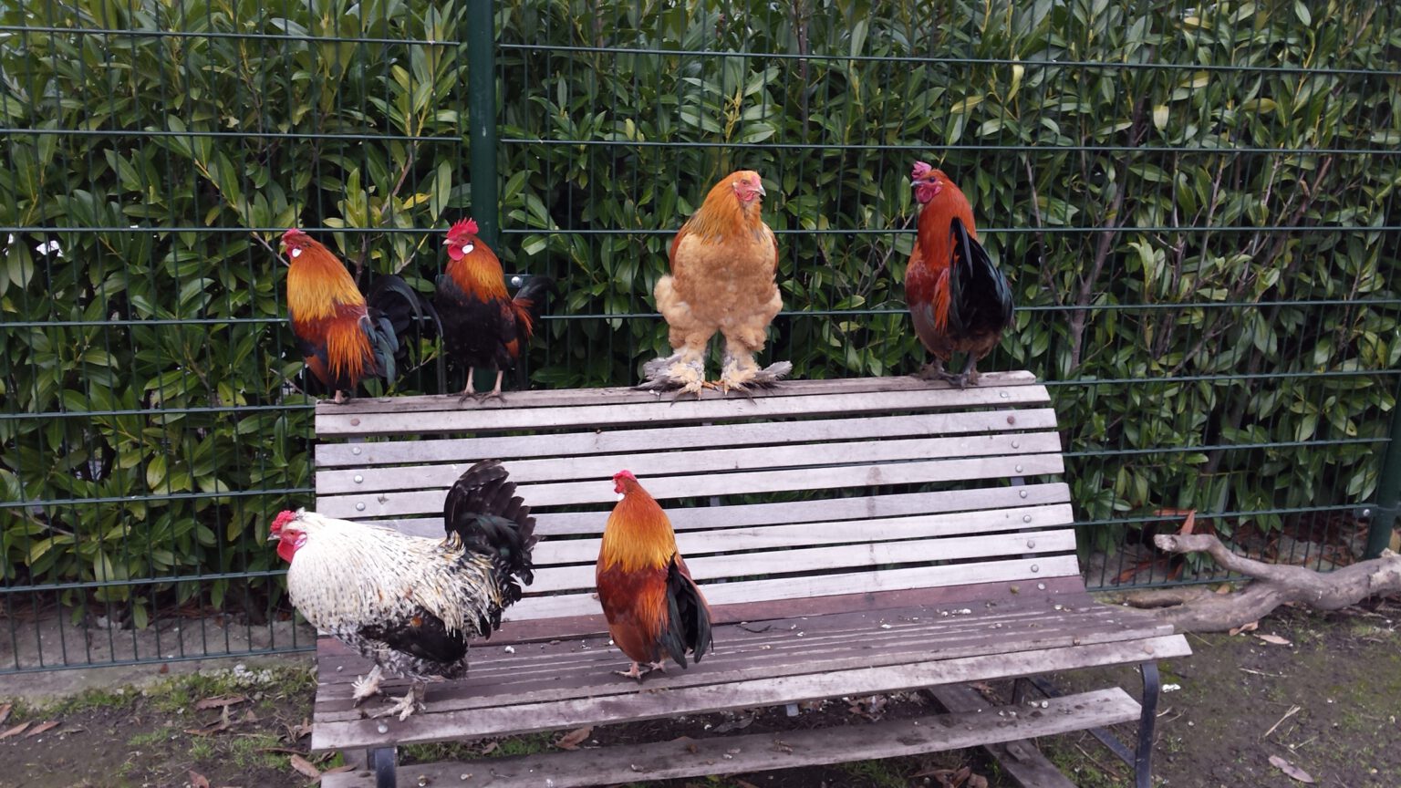 Zeven hanen samen op en rond een tuinbankje